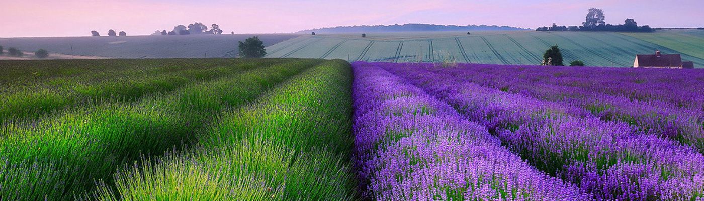 Illustration of a field of lavender