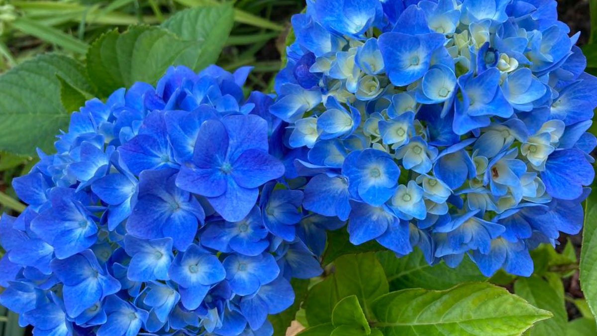 Garden Tour 2025 event header blue hydrangea