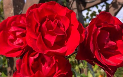This weekend! Mother’s Day Musical Garden Tour