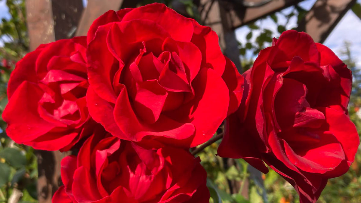 Garden Tour 2026 1200x675px