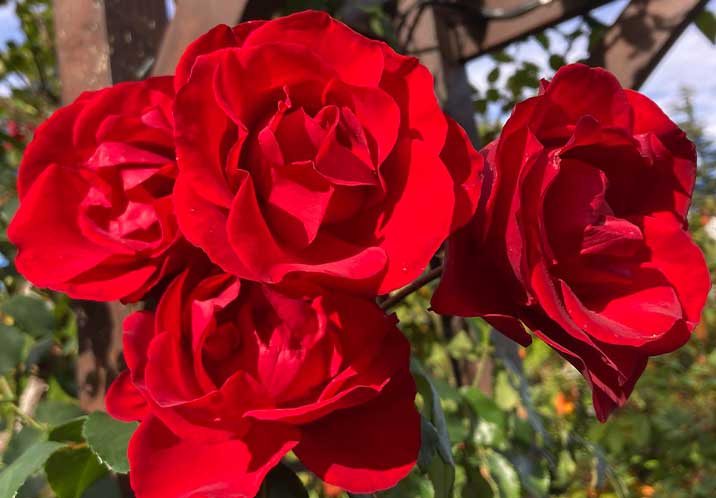 Garden Tour 2026 716x498px
