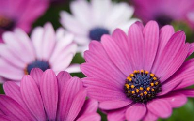 Seeking Gardens for the 2027 Mother’s Day Musical Garden Tour