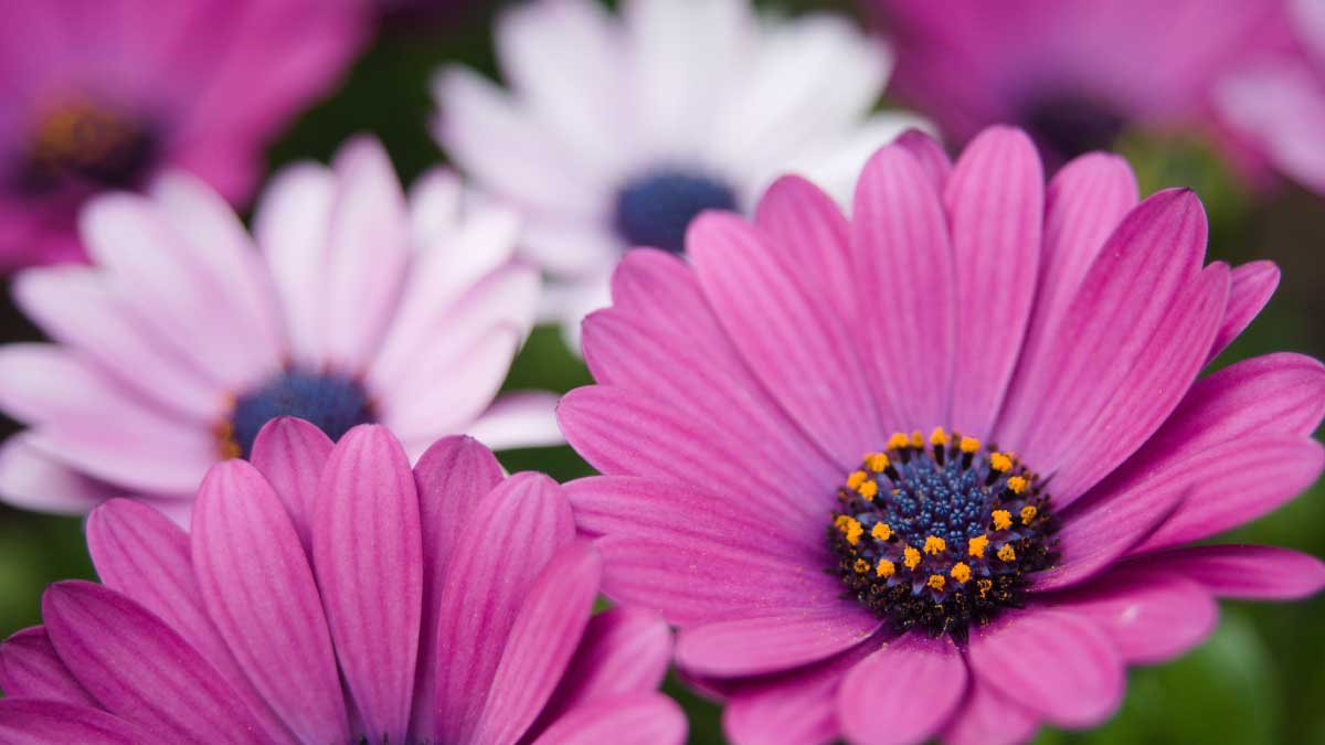 Garden Tour 2027 header 1200x675